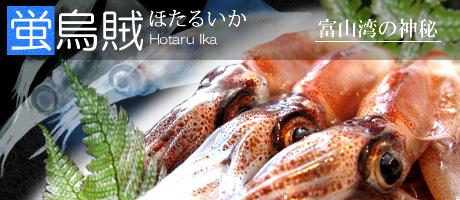 ほたるいか関係の商品詳細