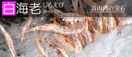 白エビ関係の商品詳細